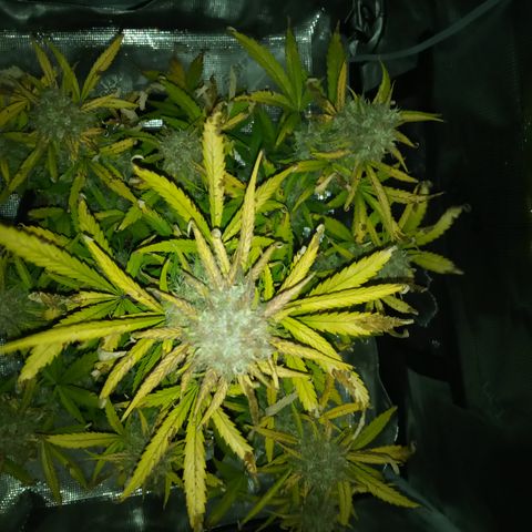 Crystal Candy XL Auto growlog timeline photo