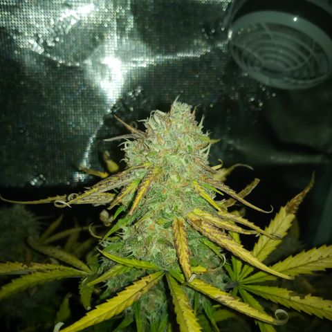 Crystal Candy XL Auto growlog timeline photo