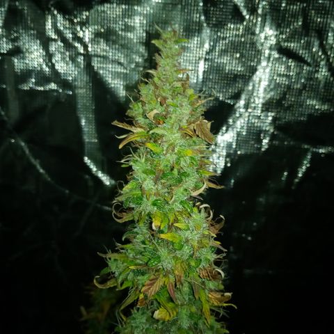 Gorilla Glue (Contest) growlog photo: Chop chop