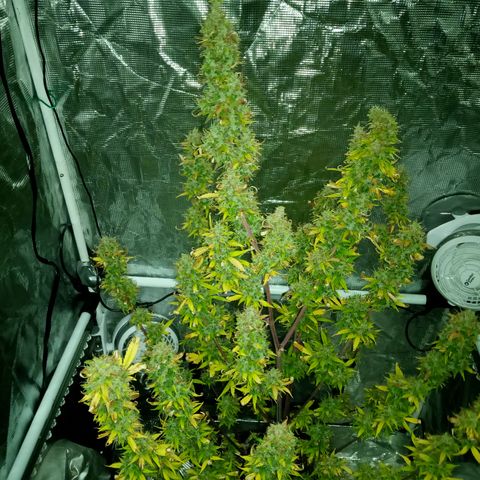 Gorilla Glue (Contest) growlog photo: Chop chop