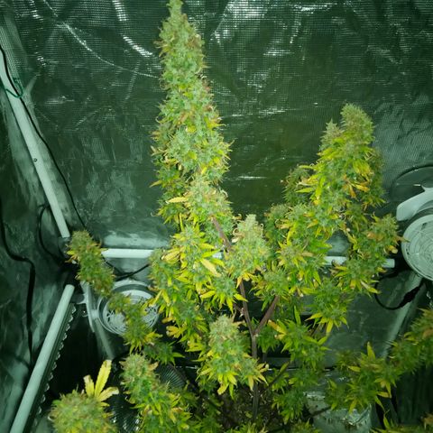 Gorilla Glue (Contest) growlog photo: Chop chop