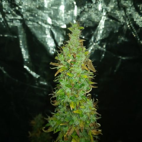 Gorilla Glue (Contest) growlog photo: Chop chop