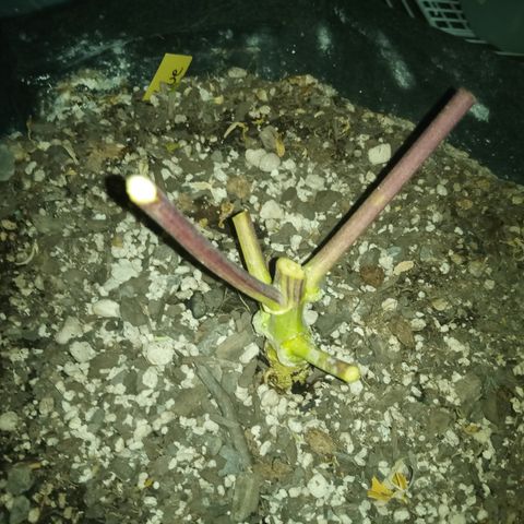 Gorilla Glue (Contest) growlog timeline photo