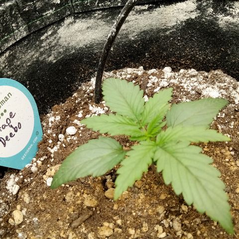 Grape Deebo growlog timeline photo