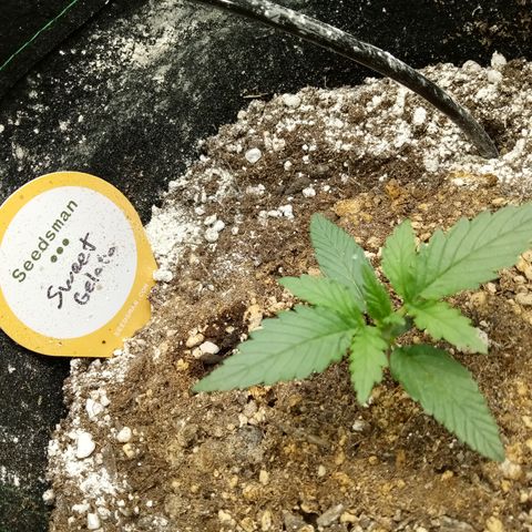 Sweet Gelato Auto growlog timeline photo