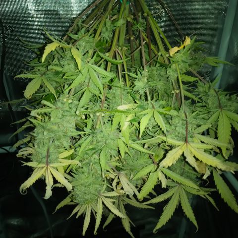 Crystal Candy XL Auto growlog timeline photo