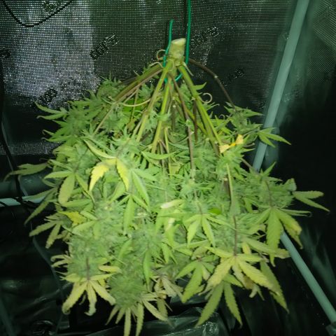 Crystal Candy XL Auto growlog timeline photo