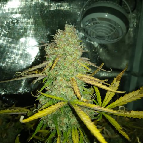Crystal Candy XL Auto growlog timeline photo