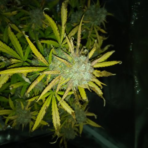 Crystal Candy XL Auto growlog timeline photo