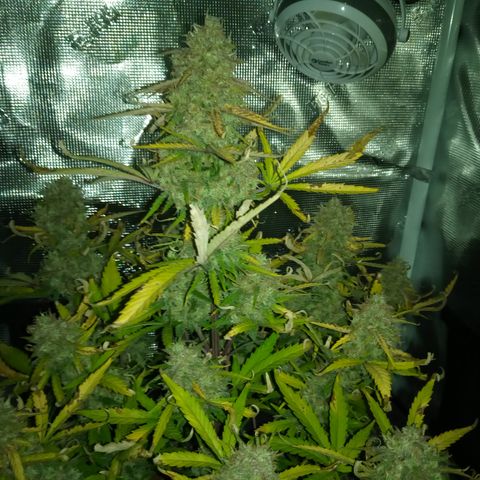 Crystal Candy XL Auto growlog timeline photo