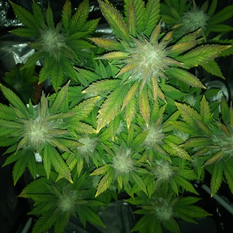 White widow growlog timeline photo