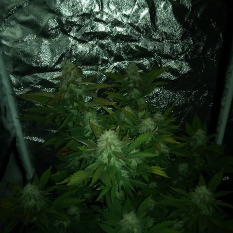 White widow growlog timeline photo