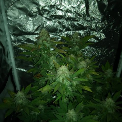 White widow growlog timeline photo
