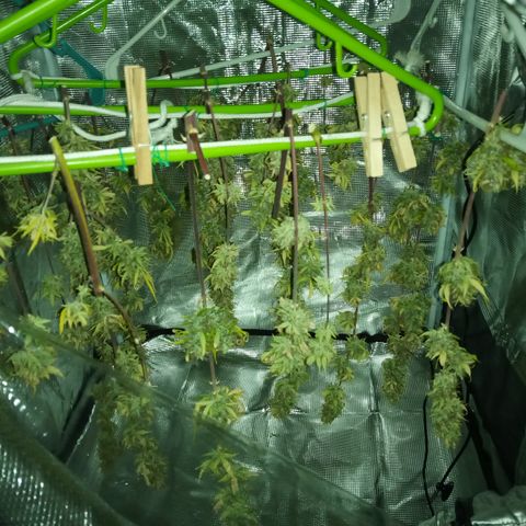 Gorilla Glue (Contest) growlog timeline photo