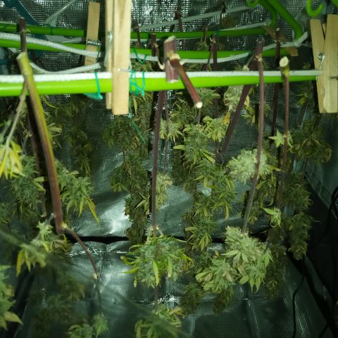 Gorilla Glue (Contest) growlog timeline photo