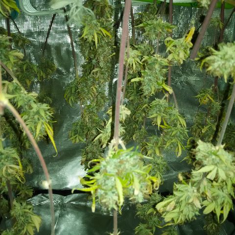 Gorilla Glue (Contest) growlog timeline photo