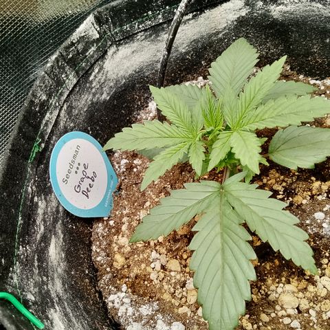 Grape Deebo growlog timeline photo