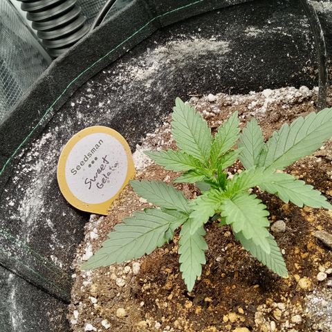 Sweet Gelato Auto growlog timeline photo