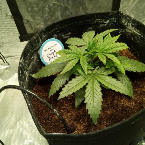 Grape Deebo growlog timeline photo
