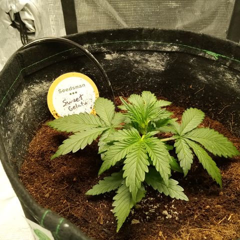 Sweet Gelato Auto growlog timeline photo