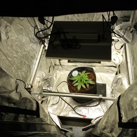 Grape Deebo growlog timeline photo