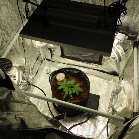 Sweet Gelato Auto growlog timeline photo