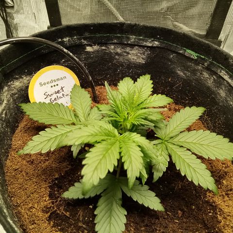 Sweet Gelato Auto growlog timeline photo