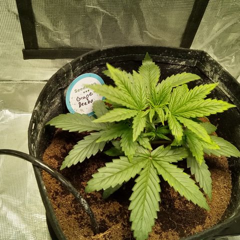 Grape Deebo growlog timeline photo