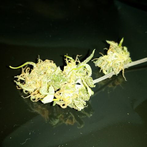 Crystal Candy XL Auto growlog photo: Almost dry