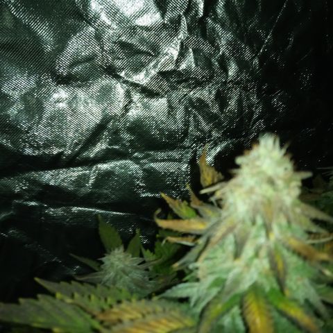 White widow growlog timeline photo