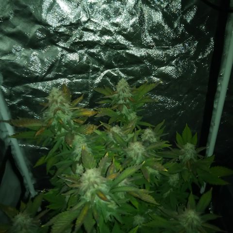 White widow growlog timeline photo