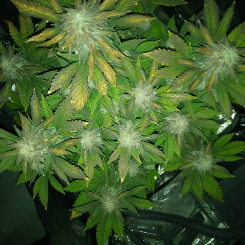 White widow growlog timeline photo