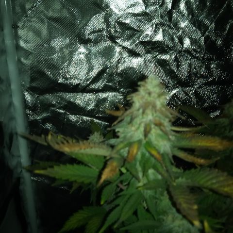 White widow growlog timeline photo