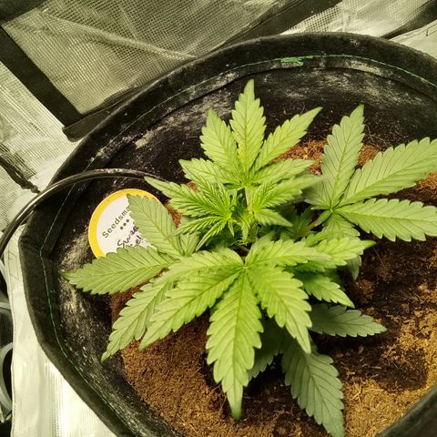 Sweet Gelato Auto growlog timeline photo