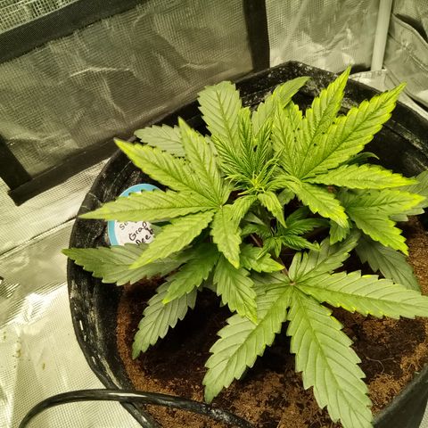 Grape Deebo growlog photo: Not liking the autopot shock