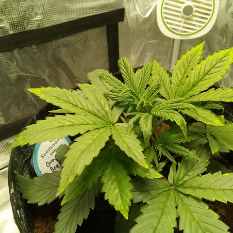 Grape Deebo growlog timeline photo