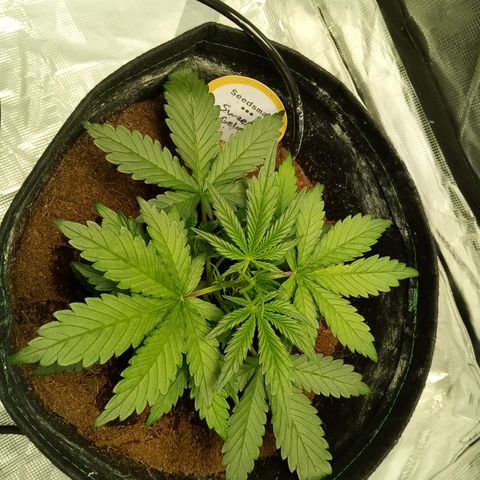 Sweet Gelato Auto growlog photo: Runty runt