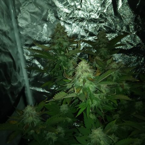 White widow growlog timeline photo