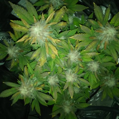 White widow growlog timeline photo