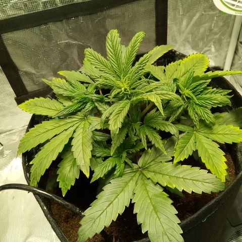 Grape Deebo growlog timeline photo