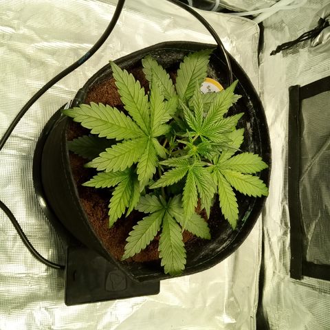 Sweet Gelato Auto growlog timeline photo