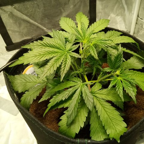 Sweet Gelato Auto growlog timeline photo