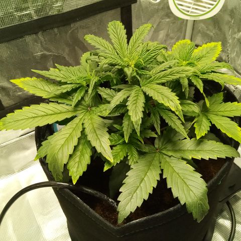 Grape Deebo growlog timeline photo