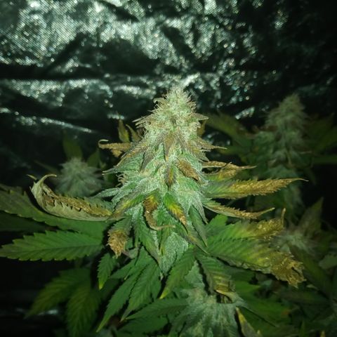 White widow growlog timeline photo