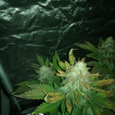 White widow growlog timeline photo