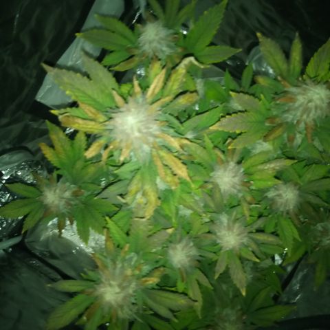 White widow growlog timeline photo