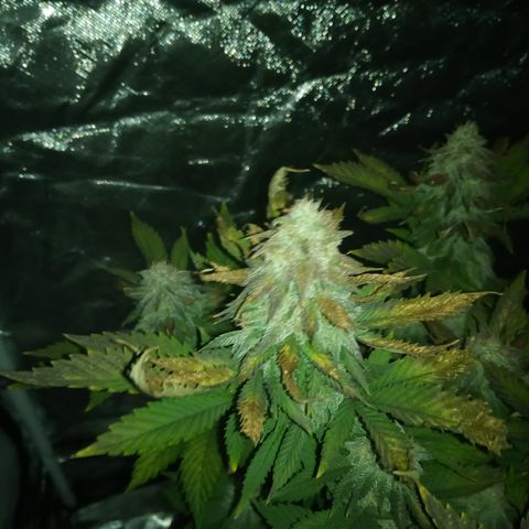 White widow growlog timeline photo
