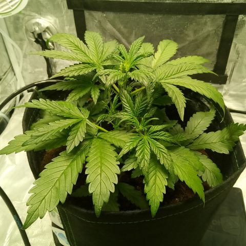 Sweet Gelato Auto growlog timeline photo