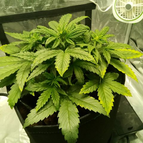 Grape Deebo growlog timeline photo