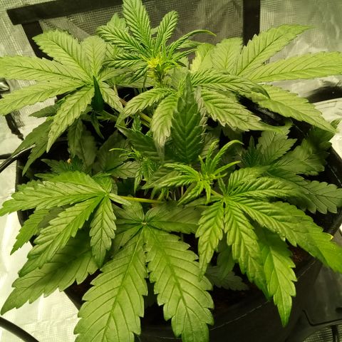 Sweet Gelato Auto growlog timeline photo